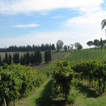 Colline di Faenza