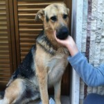 rocco4