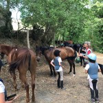English at a gallop 2018