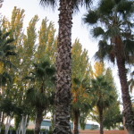 Granada