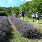 Campo di lavanda