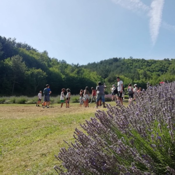Campo di lavanda