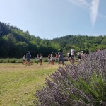 Campo di lavanda